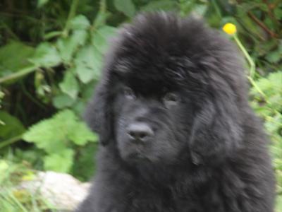Stunning Pedigree Newfoundland puppies - Superior Quality in Galway