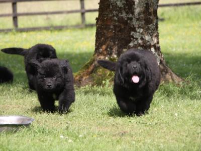 Stunning Pedigree Newfoundland puppies - Superior Quality in Galway