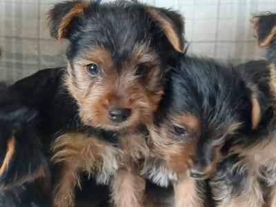Yorkshire Terrier puppies in Carlow