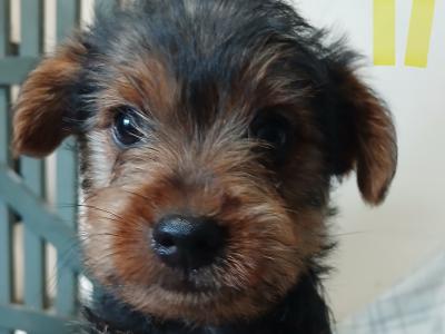 Yorkshire Terrier puppies in Carlow