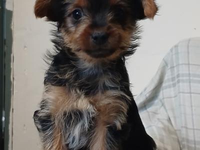 Yorkshire Terrier puppies in Carlow