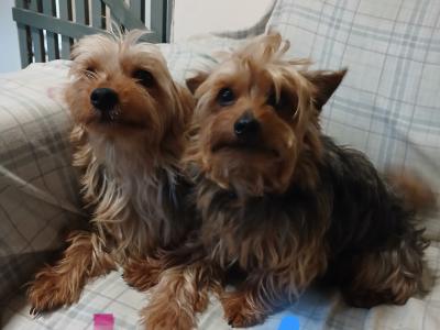 Yorkshire Terrier puppies in Carlow