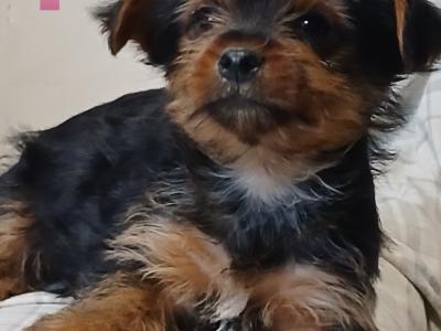 Yorkshire Terrier puppies in Carlow