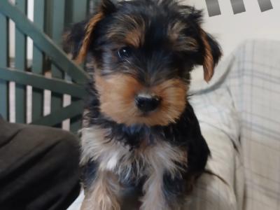 Yorkshire Terrier puppies in Carlow