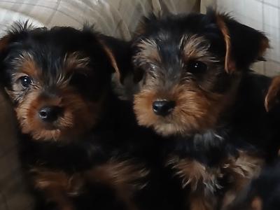 Yorkshire Terrier puppies in Carlow