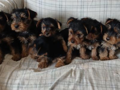 Yorkshire Terrier puppies in Carlow