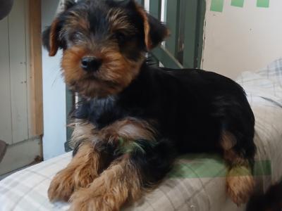 Yorkshire Terrier puppies in Carlow