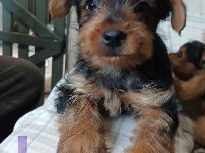 Yorkshire Terrier puppies in Carlow