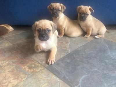 3 lovely Jug puppies for sale in Cork