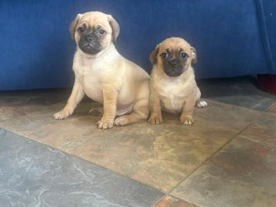 3 lovely Jug puppies for sale in Cork