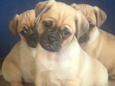 3 lovely Jug puppies for sale in Cork
