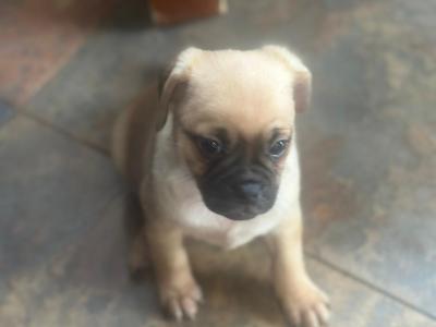 3 lovely Jug puppies for sale in Cork