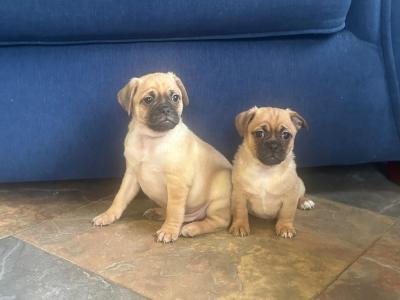 3 lovely Jug puppies for sale in Cork