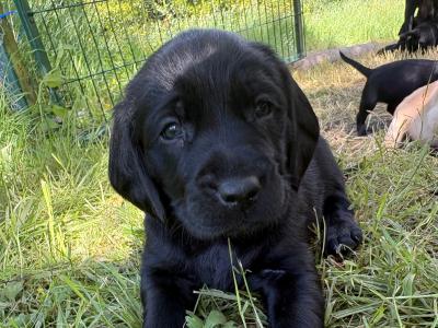 Labrador x Springer Spaniel puppies in Kilkenny
