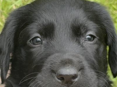 Labrador x Springer Spaniel puppies in Kilkenny