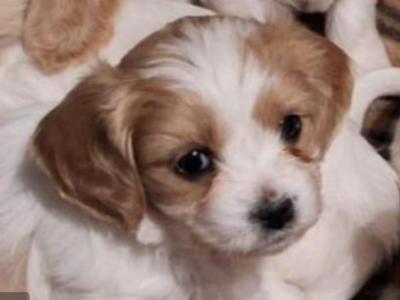 Cavachon puppies Wexford 3 female 2 male 0876925022