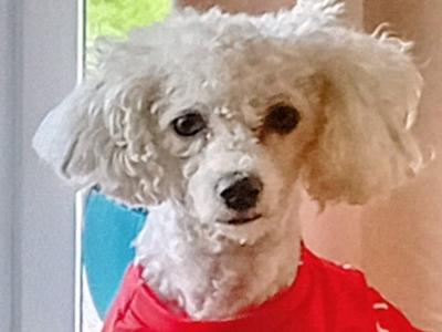 Adorable Cavachon puppies   **** 1 Female left**** in Wexford
