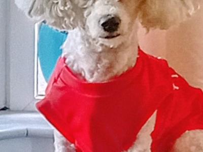 Cavachon puppies Wexford 3 female 2 male 0876925022