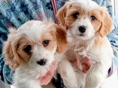 Cavachon puppies Wexford 3 female 2 male 0876925022