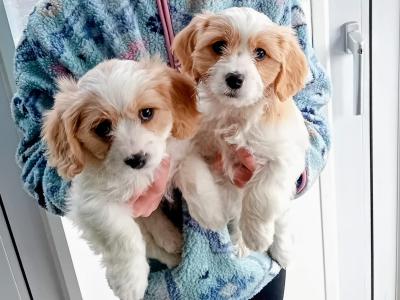 Cavachon puppies in Wexford