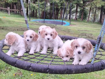 Cavachon puppies Wexford 3 female 2 male 0876925022