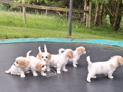 Cavachon puppies Wexford 3 female 2 male 0876925022