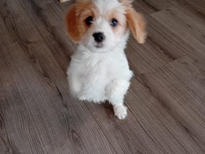 Cavachon puppies Wexford 3 female 2 male 0876925022