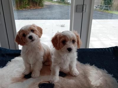 Cavachon puppies Wexford 3 female 2 male 0876925022