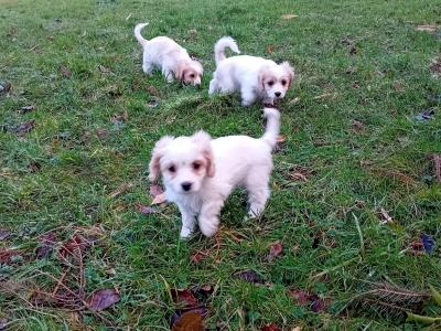 Cavachon puppies Wexford 3 female 2 male 0876925022