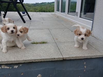 Cavachon puppies Wexford 3 female 2 male 0876925022