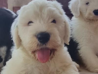 Ikc registered Old English Sheepdog puppies