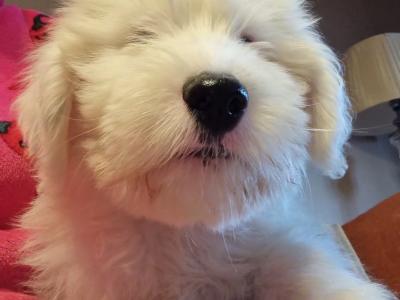 Ikc registered Old English Sheepdog puppies