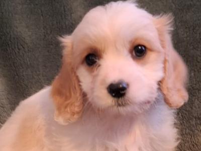 Lovely affectionate Cavachon puppies