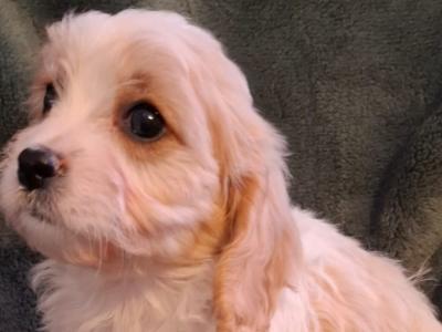 Lovely affectionate Cavachon puppies