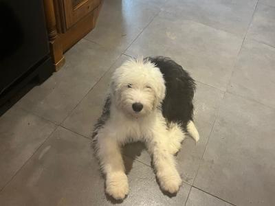 Ikc registered Old English Sheepdog puppies