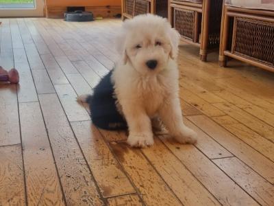 Ikc registered Old English Sheepdog puppies