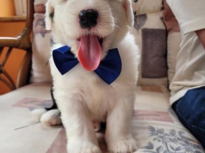 Ikc registered Old English Sheepdog puppies