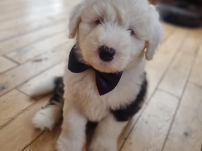 Ikc registered Old English Sheepdog puppies
