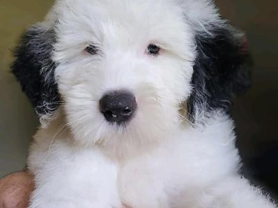Ikc registered Old English Sheepdog puppies