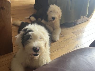 Ikc registered Old English Sheepdog puppies