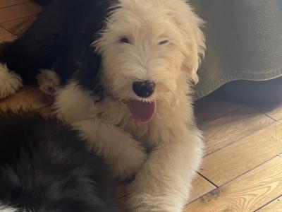 Ikc registered Old English Sheepdog puppies