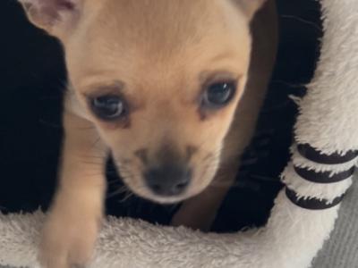 Female Chichuahua puppy for sale in Monaghan