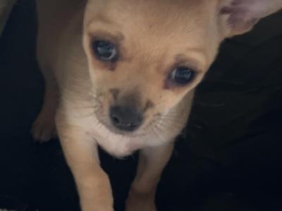 Female Chichuahua puppy for sale in Monaghan