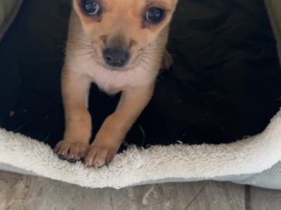 Female Chichuahua puppy for sale in Monaghan