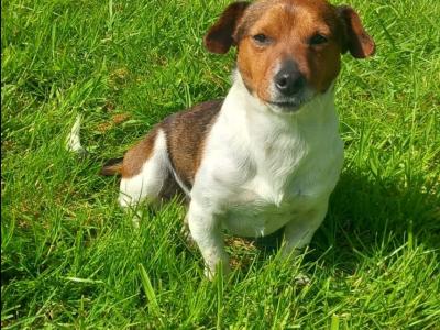 Jack Russell puppies in Wexford