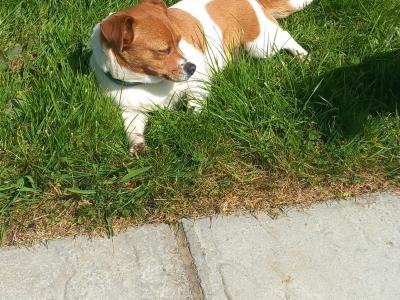 Jack Russell puppies in Wexford