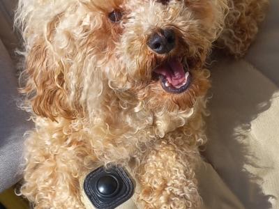 Adorable Sweet Gentle Neutered Poochon 💛 in Dublin !!