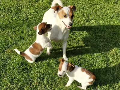 Jack Russell. ONE FEMALE, ONE MALE, Wexford