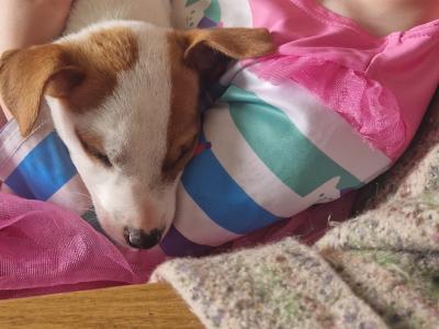 Jack Russell x Welsh Corgi Pembroke (all Jack Russell puppies sold) corgi cross still available