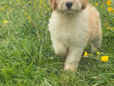 Bernedoodle puppies in Limerick